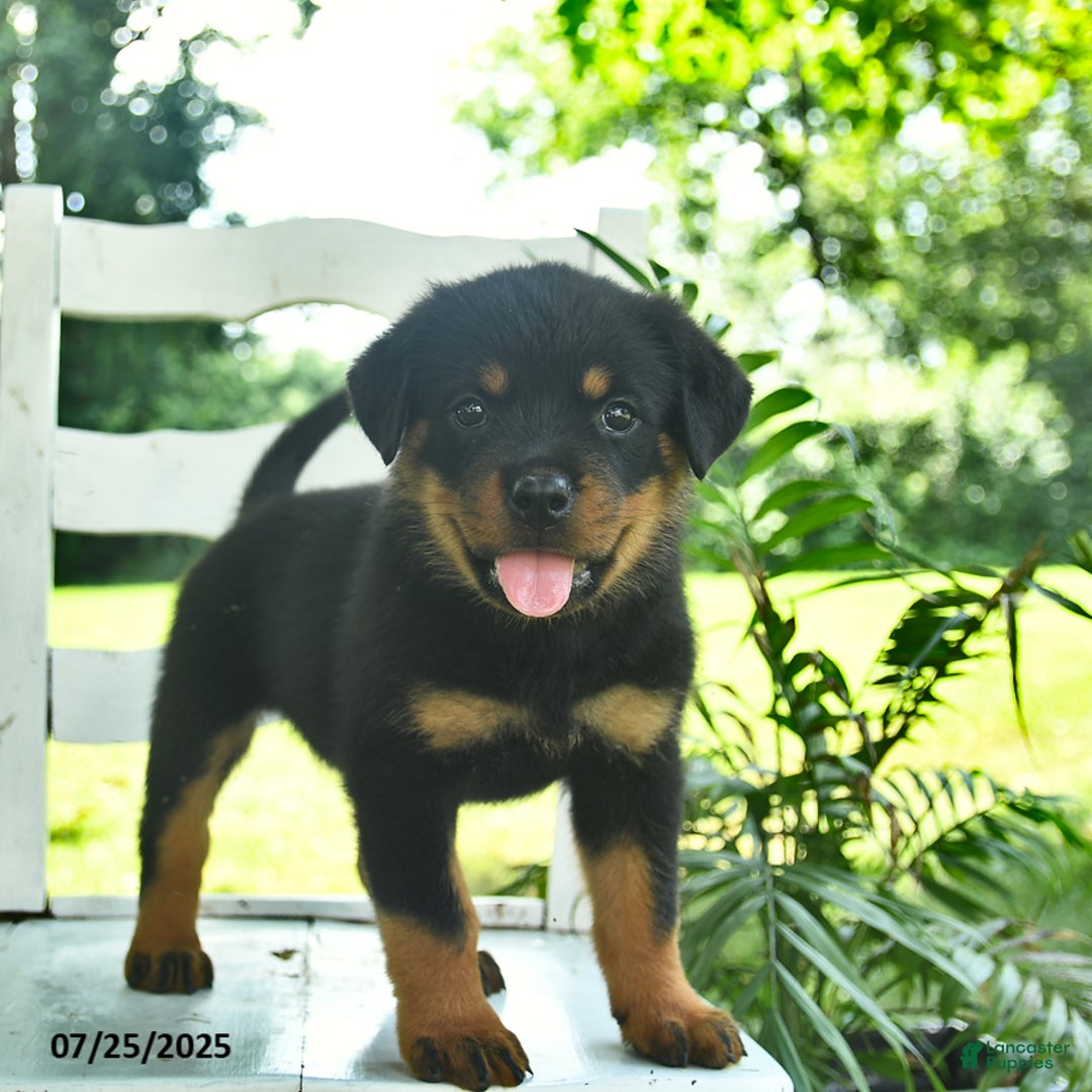 Rottweiler dogs for sale: Rosie - Image 4