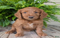 Goldendoodle dogs for sale: Ellie - Image 13