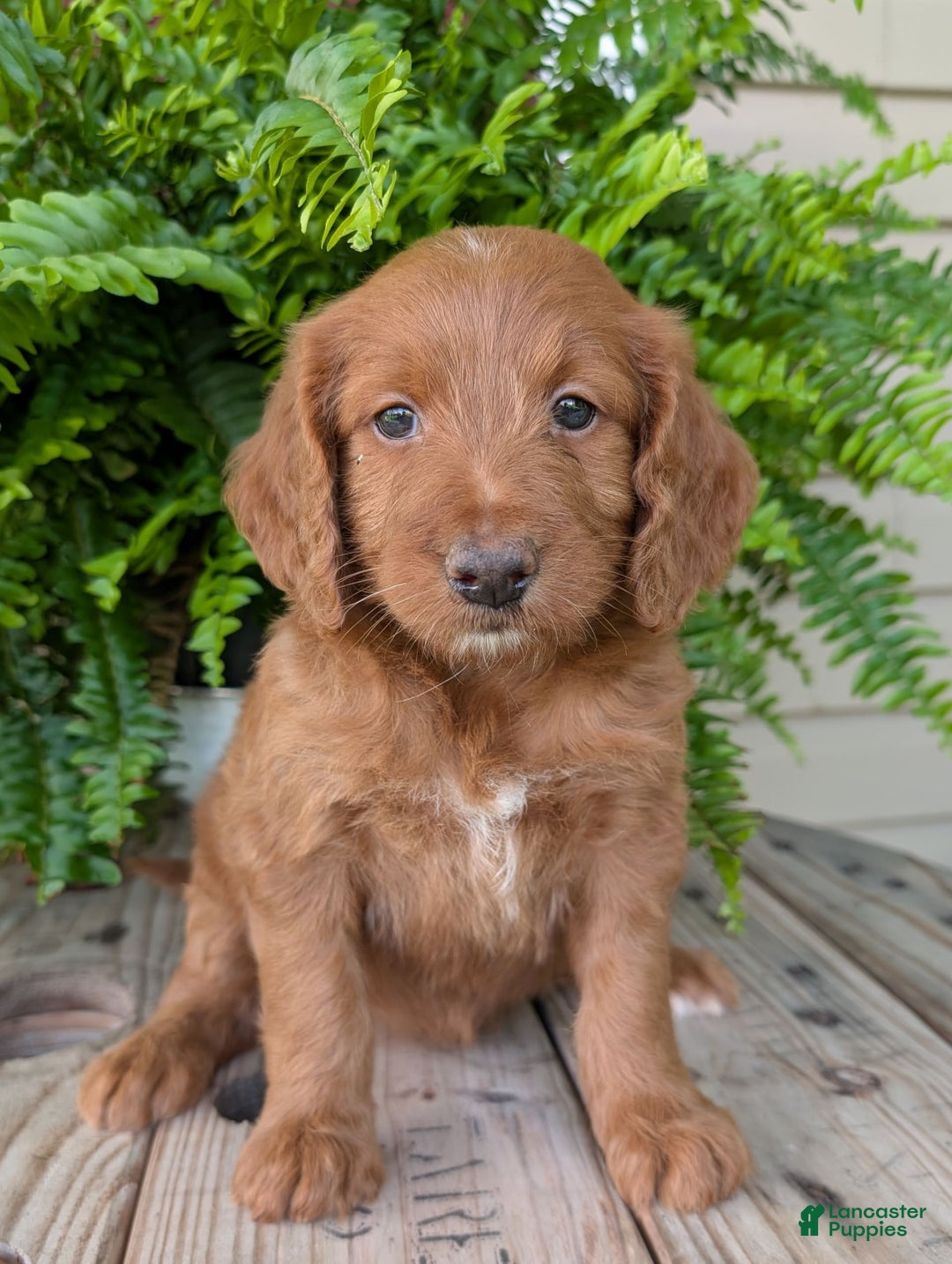 Goldendoodle dogs for sale: Ellie - Image 13