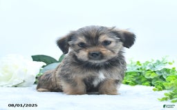 Shorkie dogs for sale: Lamar - Image 4