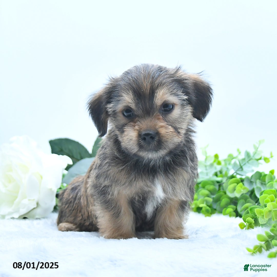 Shorkie dogs for sale: Lamar - Image 4