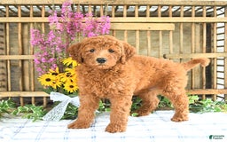 Mini Goldendoodle dogs for sale: Kash - Image 2