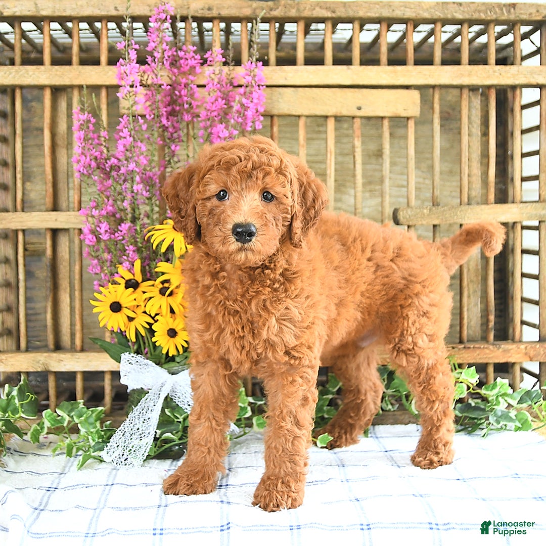 Mini Goldendoodle dogs for sale: Kash - Image 2