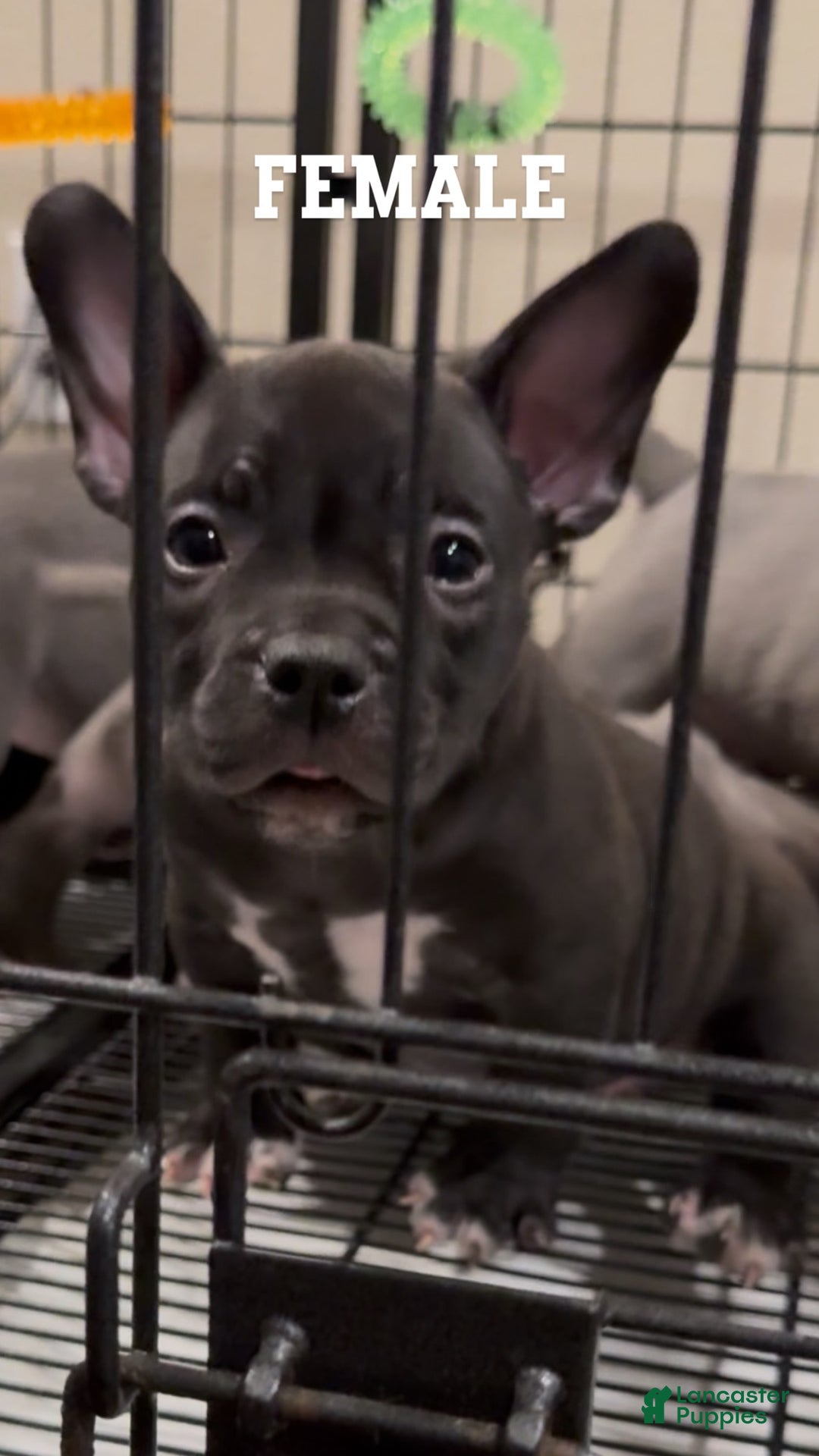 American Bully dogs for sale: Rouge Jr - Image 1
