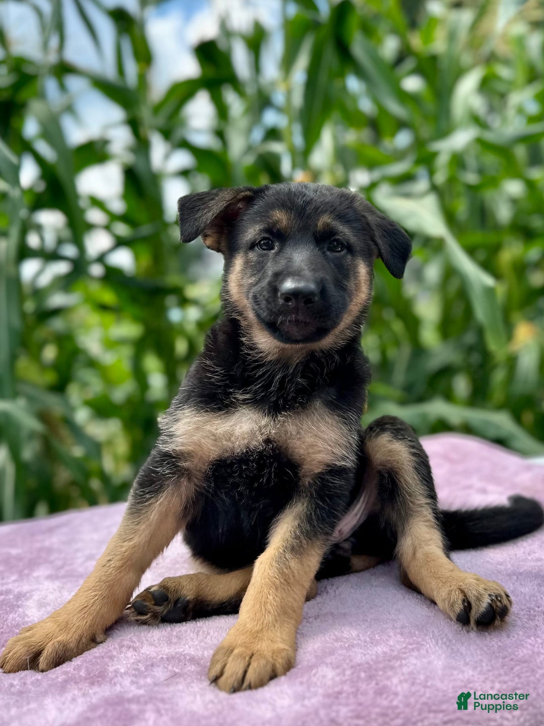 German Shepherd dogs for sale: Nala - Image 3