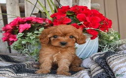 Cavapoo dogs for sale: Duke - Image 5