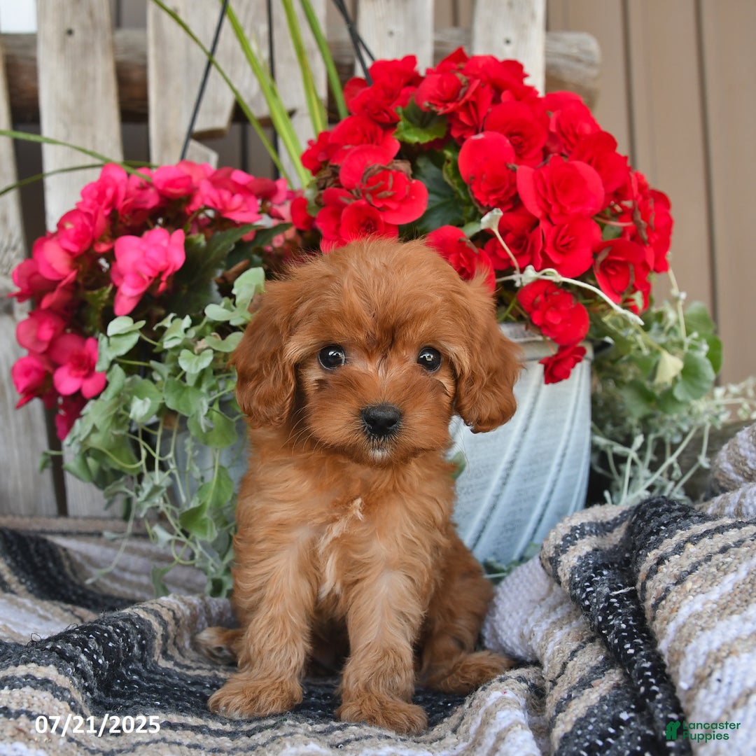 Cavapoo dogs for sale: Duke - Image 5