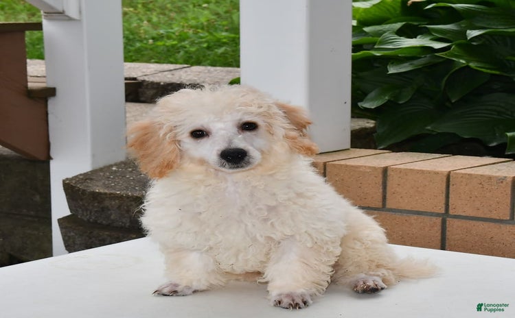 Bichpoo dogs for sale - Ad 1