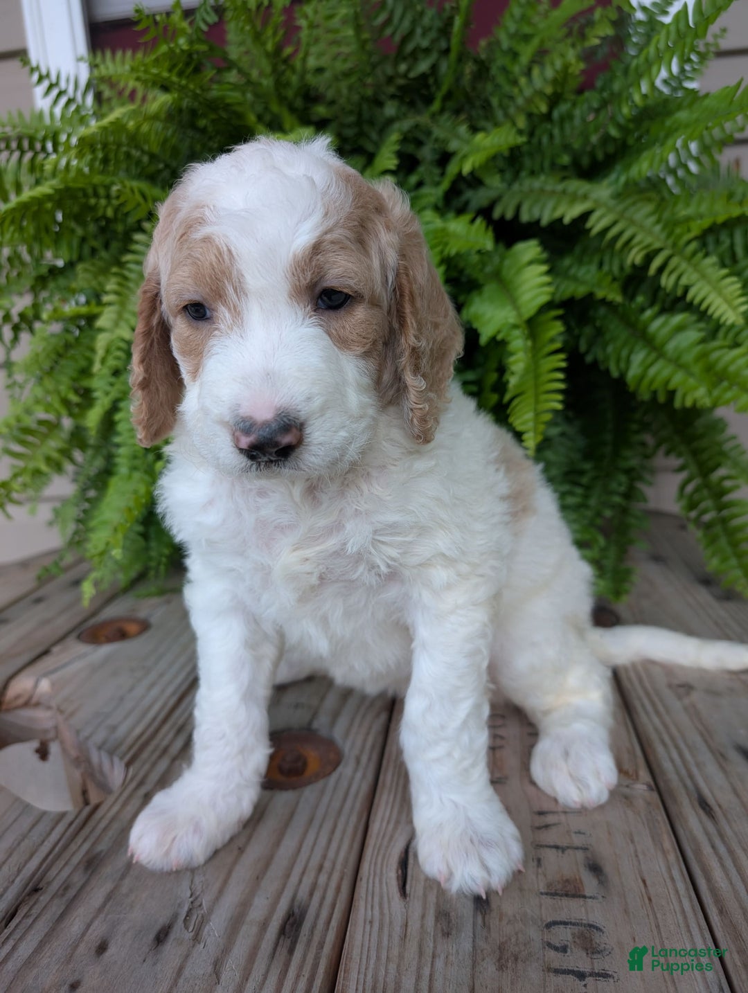 Goldendoodle dogs for sale: Sue - Image 10