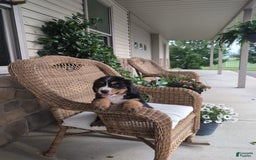 Bernese Mountain Dog dogs for sale: Jake - Image 3