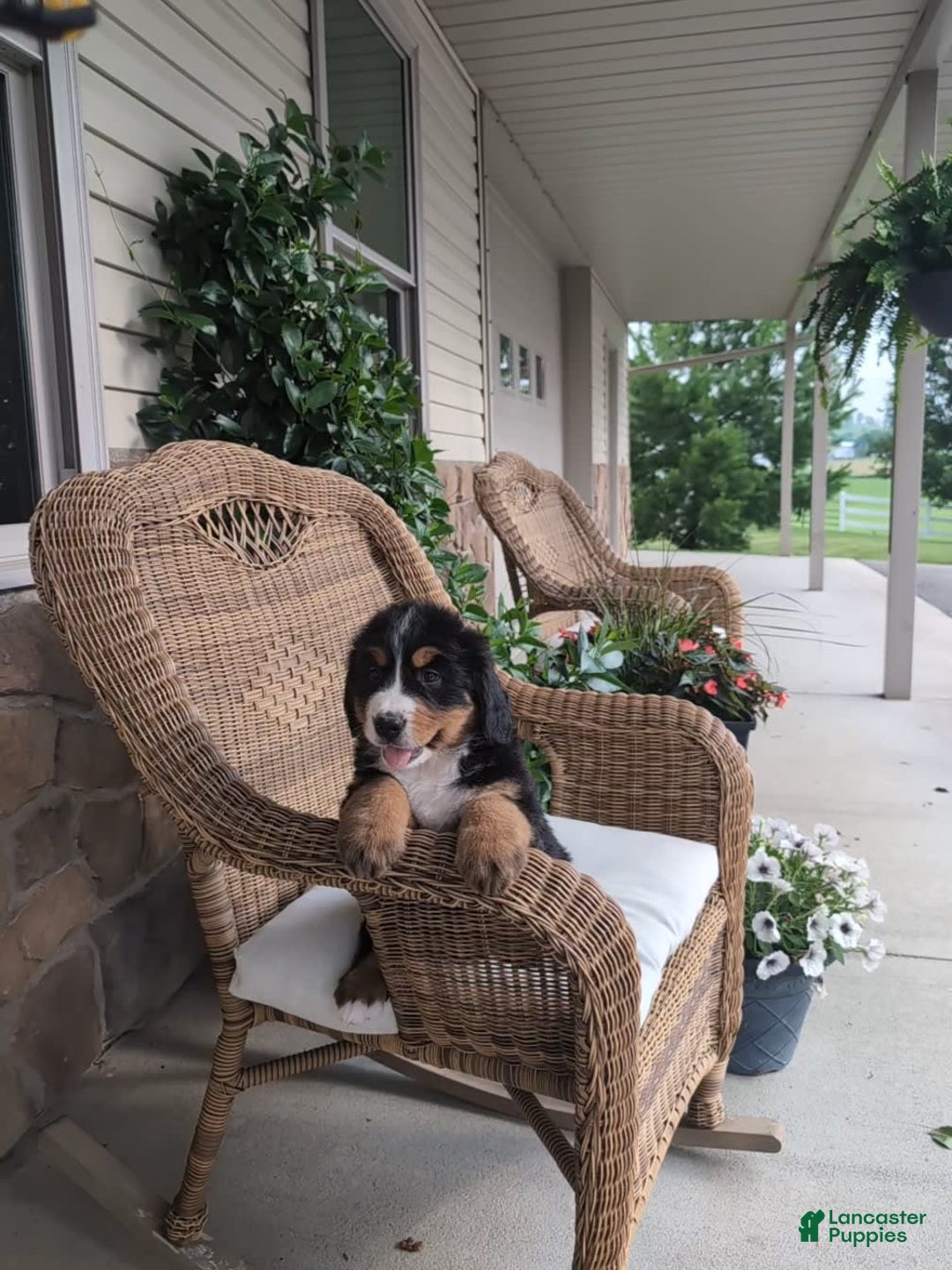 Bernese Mountain Dog dogs for sale: Jake - Image 3