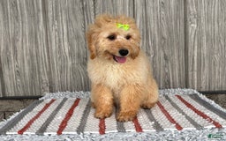 Mini Goldendoodle dogs for sale: Angie - Image 8