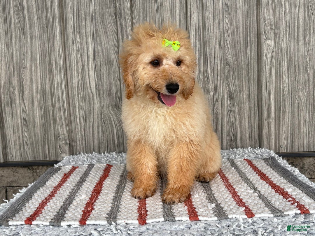 Mini Goldendoodle dogs for sale: Angie - Image 8