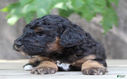 Standard Poodle dogs for sale: Standard Poodle 8 puppies - Image 10