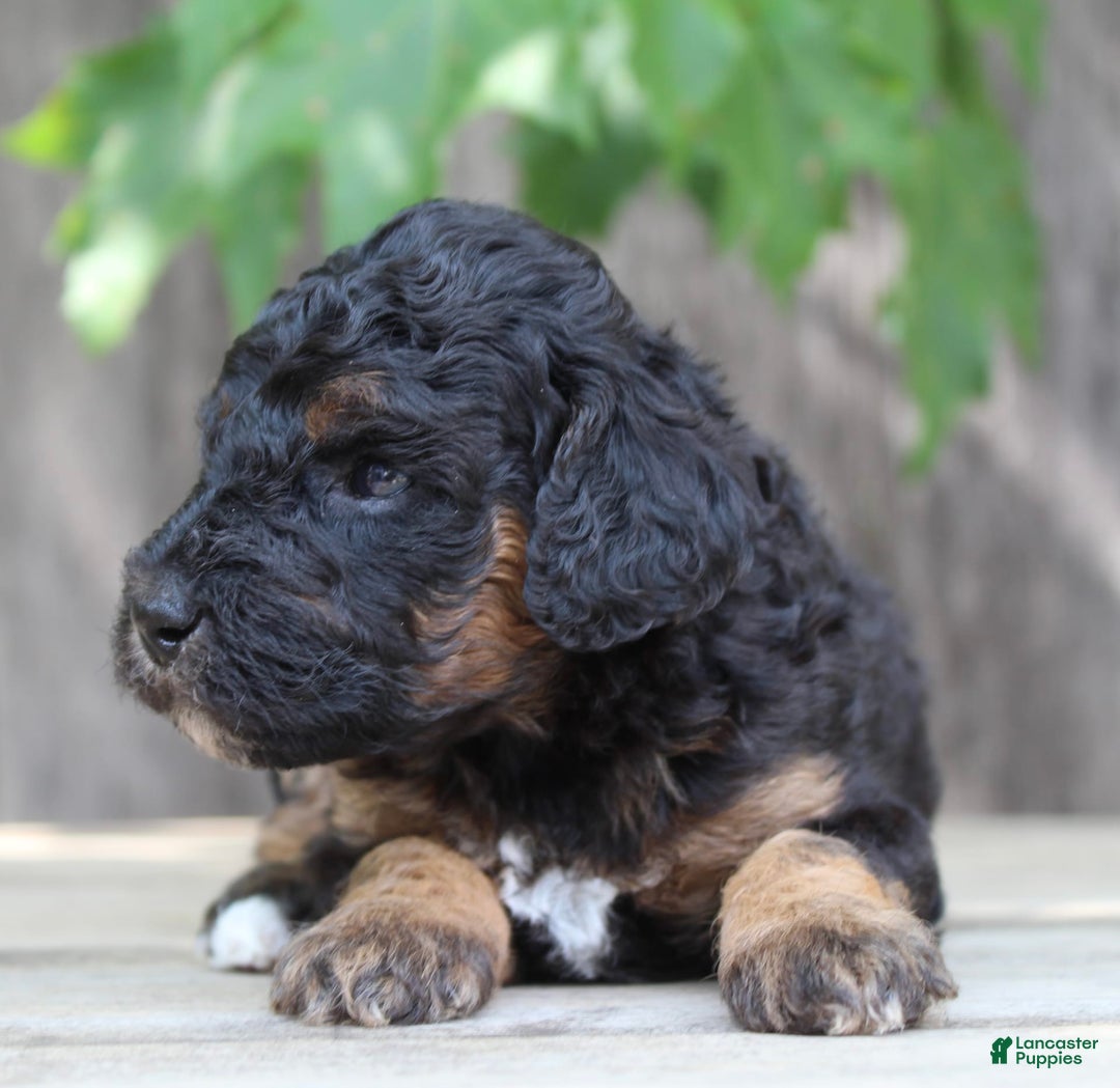 Standard Poodle dogs for sale: Standard Poodle 8 puppies - Image 10