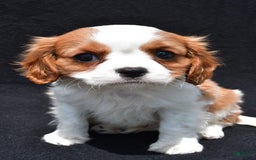 Cavalier King Charles Spaniel dogs for sale: Jethro - Image 4