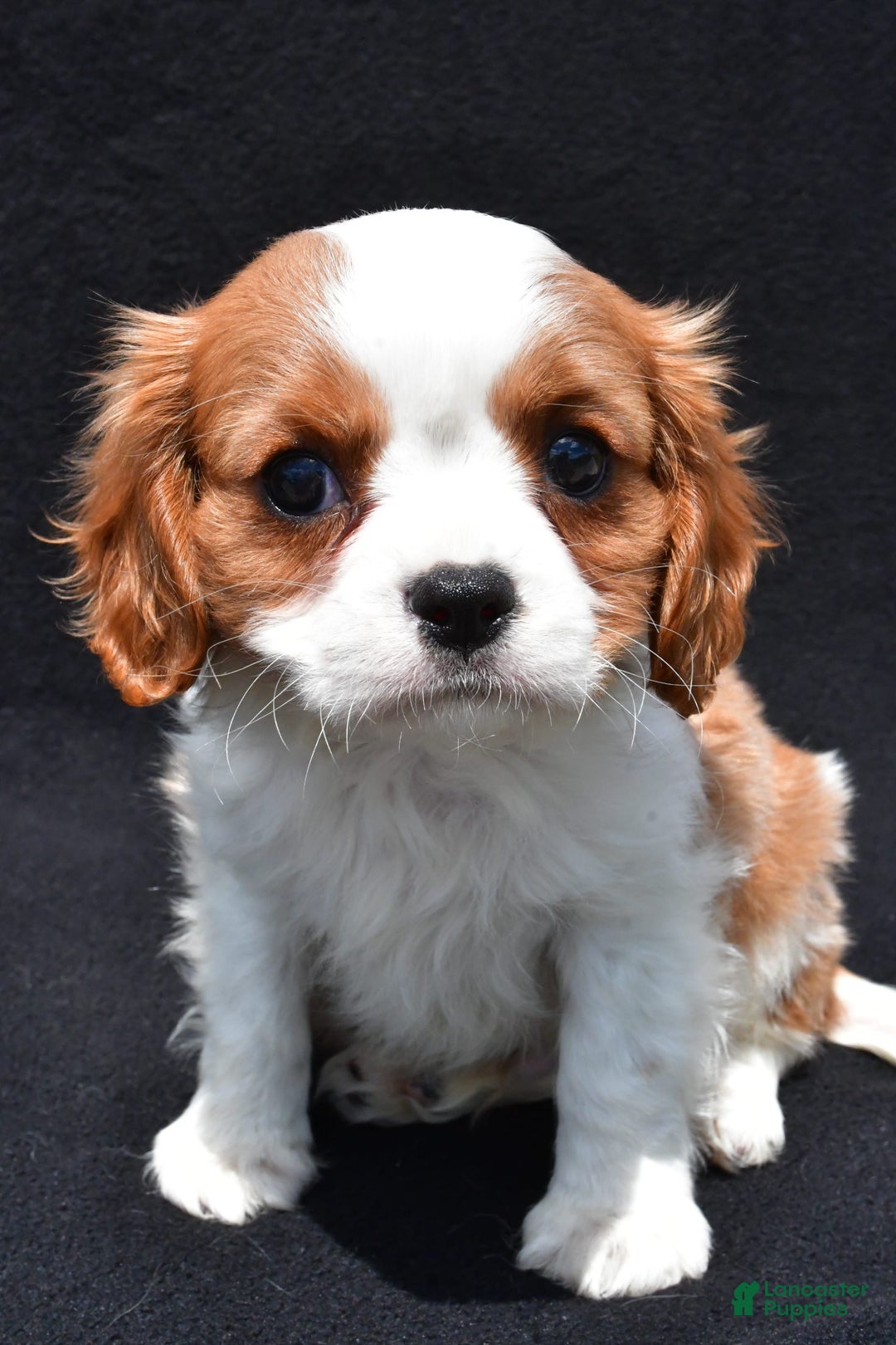 Cavalier King Charles Spaniel dogs for sale: Jethro - Image 4