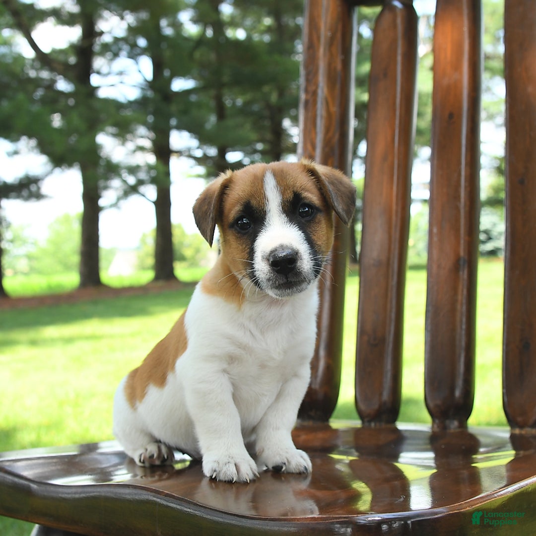 Jack Russell Terrier dogs for sale: Randy - Image 2