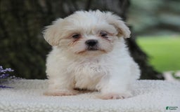 Shih Tzu dogs for sale: Cathy - Image 5