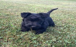 Scottish Terrier dogs for sale: Bernie - Image 1