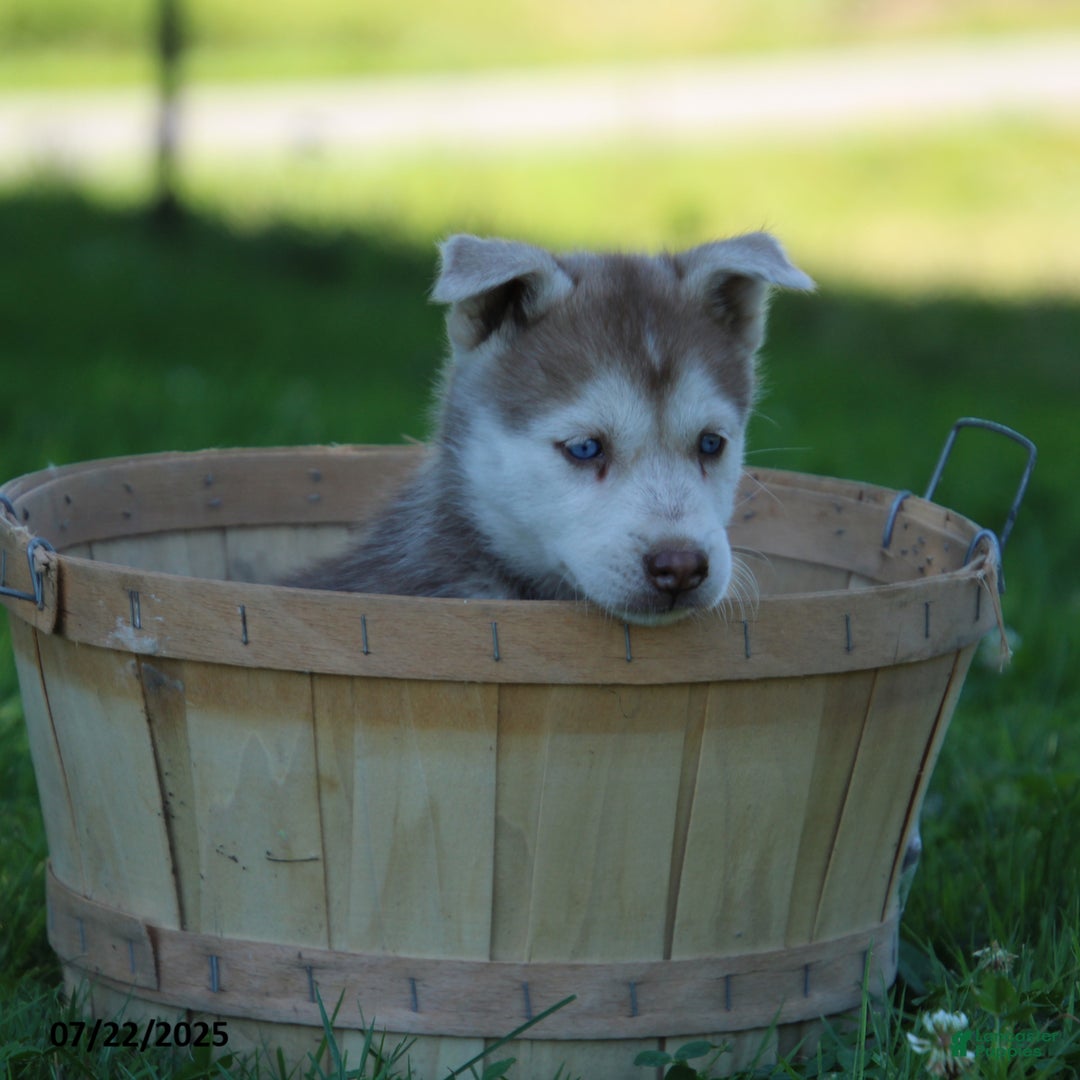 Gerberian Shepsky dogs for sale: Roxy - Image 1