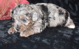 Yorkiepoo dogs for sale: Pluto - Image 1