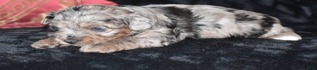 Pluto