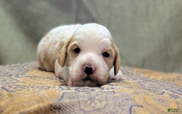 Cockapoo dogs for sale: Hiccup - Image 6