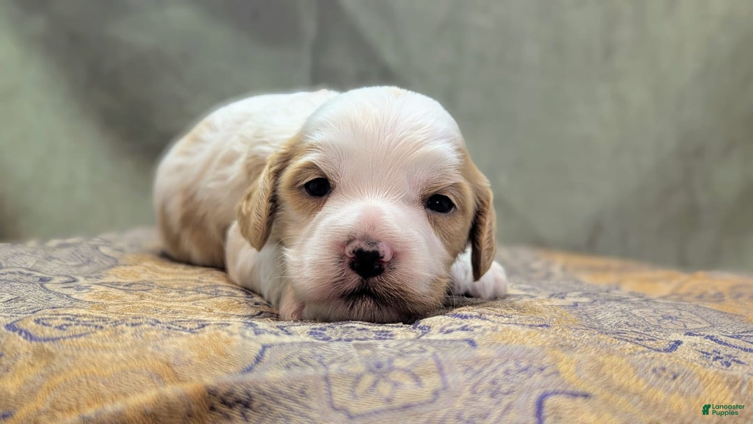 Cockapoo dogs for sale: Hiccup - Image 6