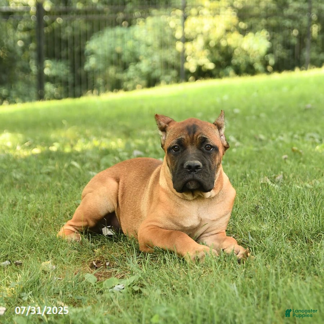 Cane Corso dogs for sale: Tessa - Image 2