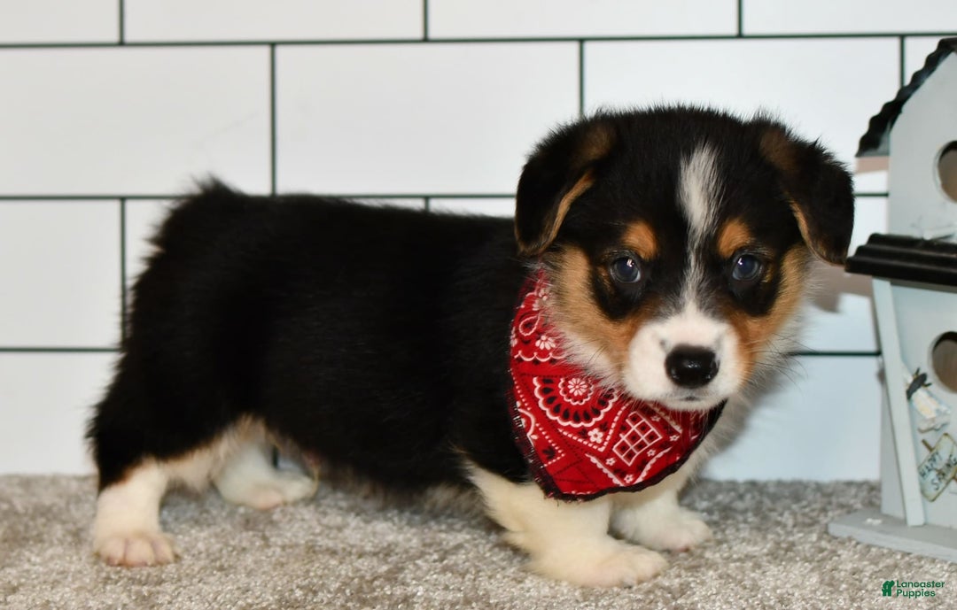 Welsh Corgi Pembroke dogs for sale: Marion - Image 4