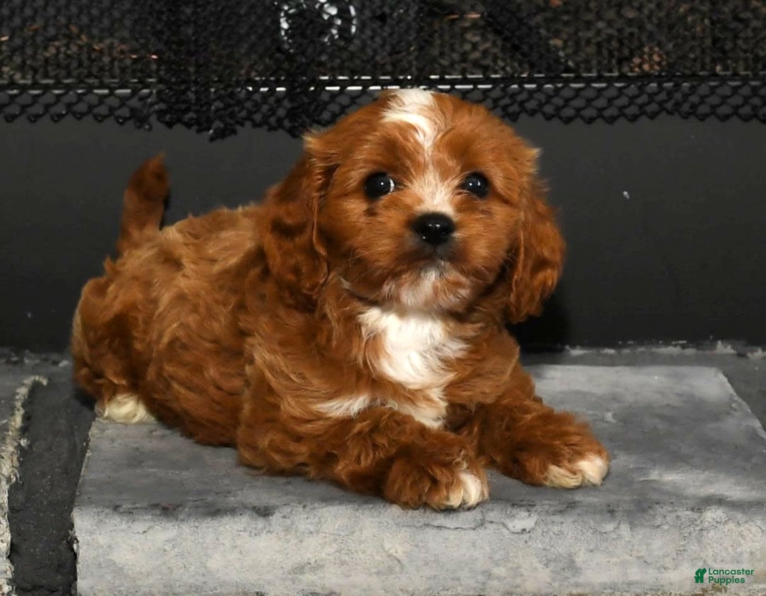 Cavapoo dogs for sale: Toby - Image 6