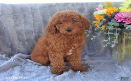 Mini Goldendoodle dogs for sale: Ulysses - Image 4