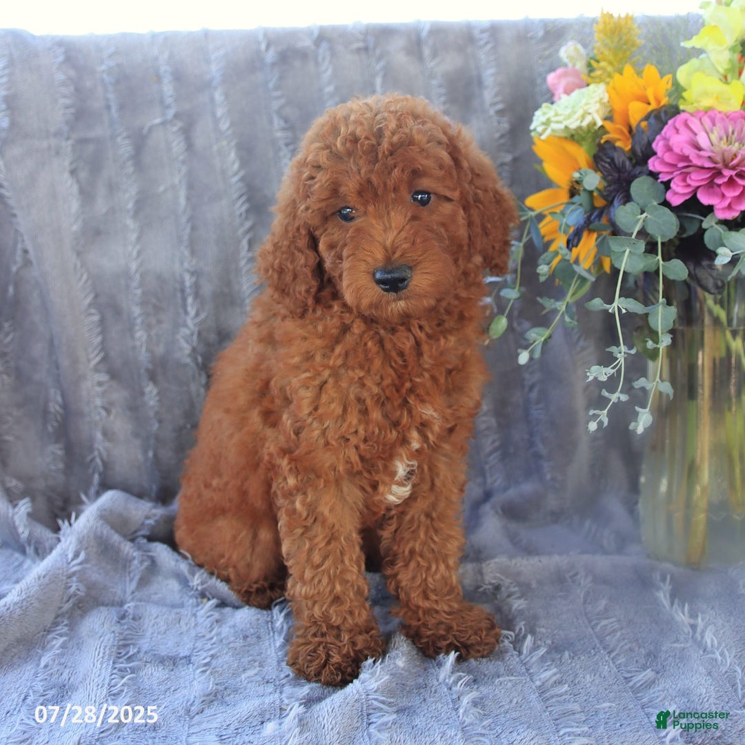Mini Goldendoodle dogs for sale: Ulysses - Image 4