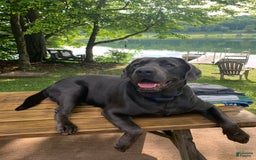 Labrador Retriever dogs for sale: Dolly - Image 4