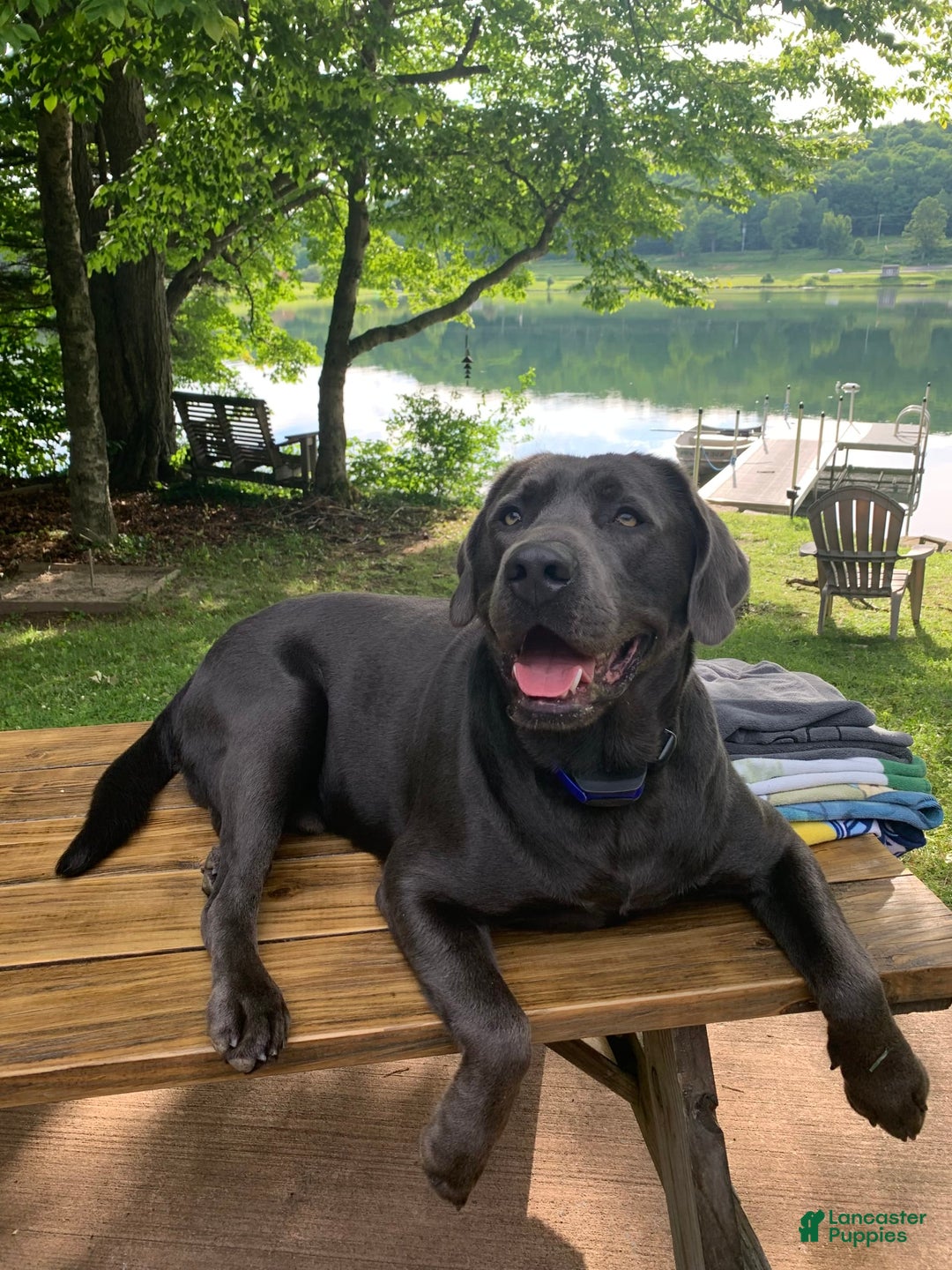 Labrador Retriever dogs for sale: Dolly - Image 4