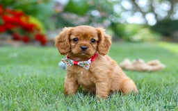 Cavalier King Charles Spaniel dogs for sale: Sadie - Image 5