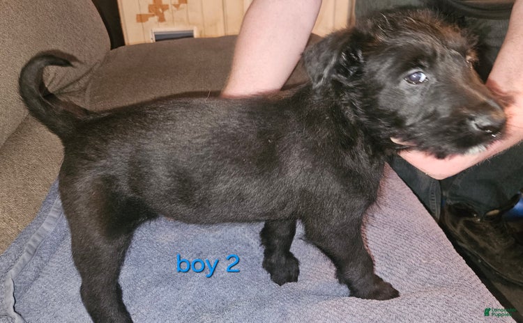 Belgian Malinois dogs for sale - Ad 4