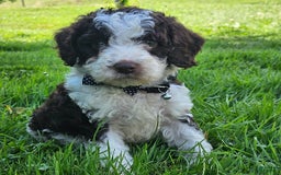Cockapoo dogs for sale: Leslie - Image 1