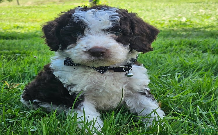 Cockapoo dogs for sale - Ad 4