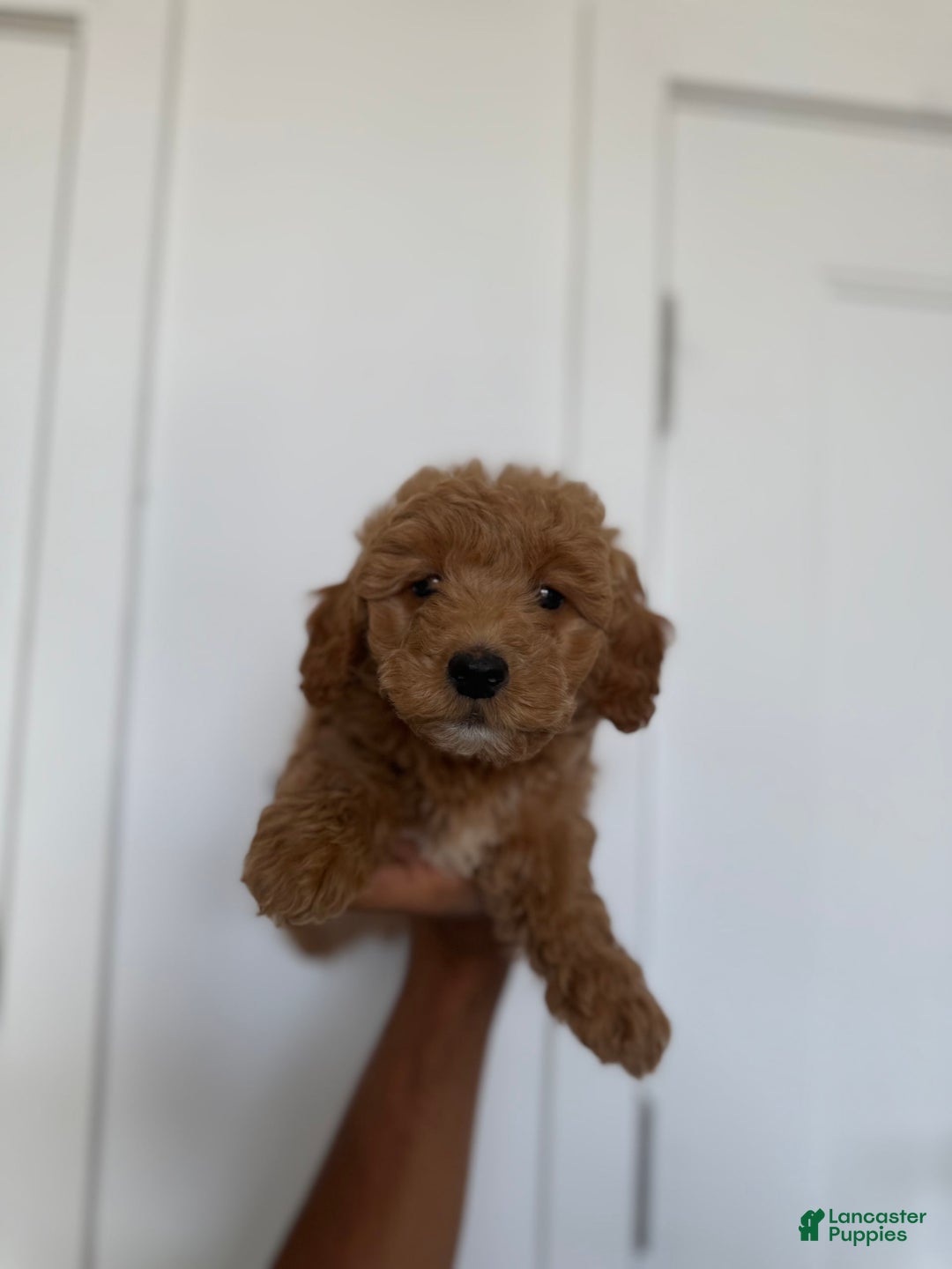 Miniature Poodle dogs for sale: Misty - Image 2