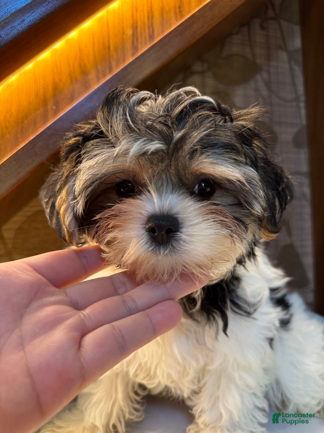 Morkie dogs for sale: Sydney - Image 8