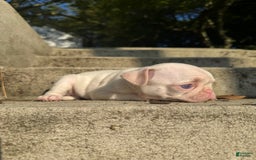 Pug dogs for sale: Luna - Image 3