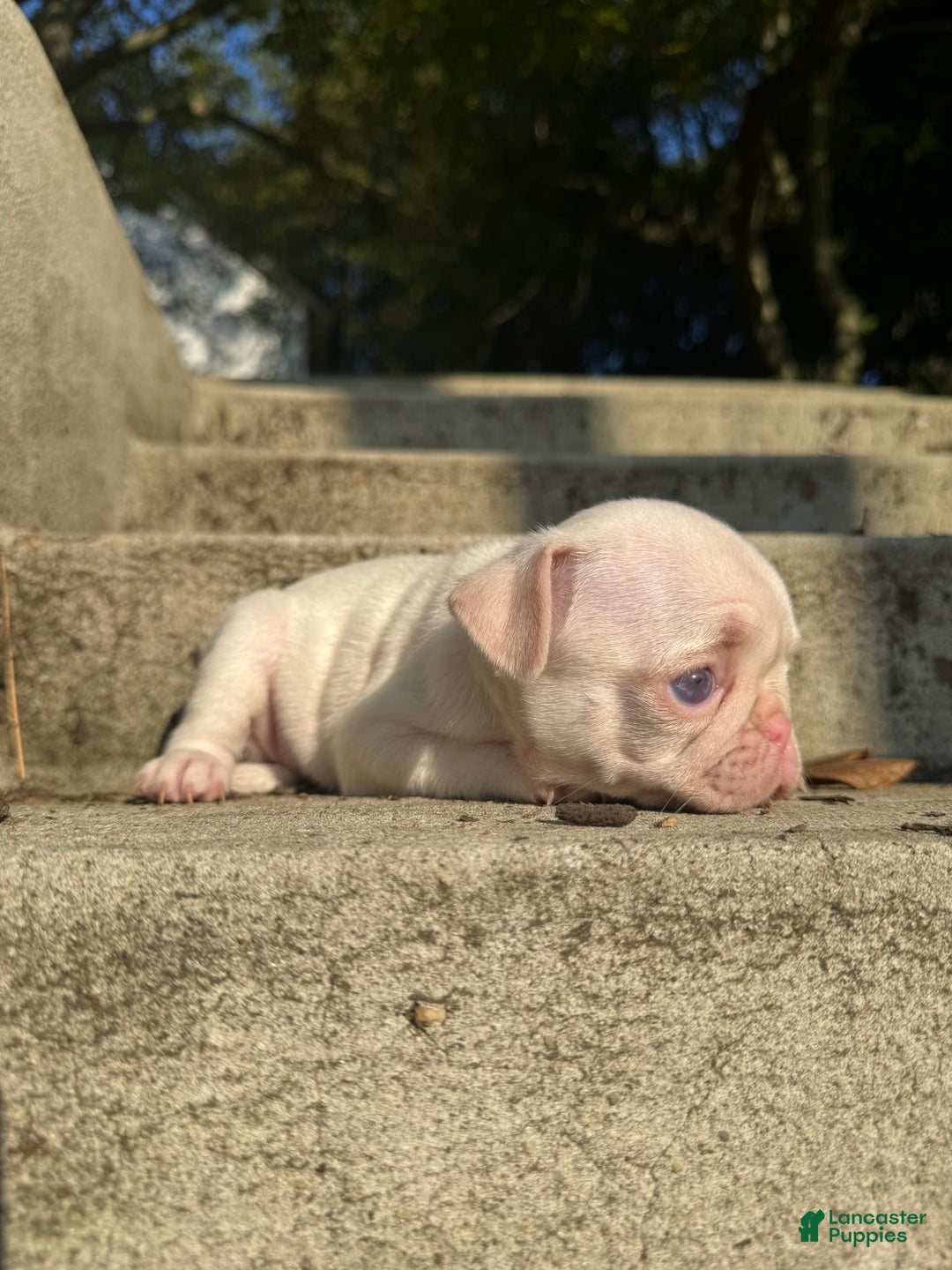 Pug dogs for sale: Luna - Image 3