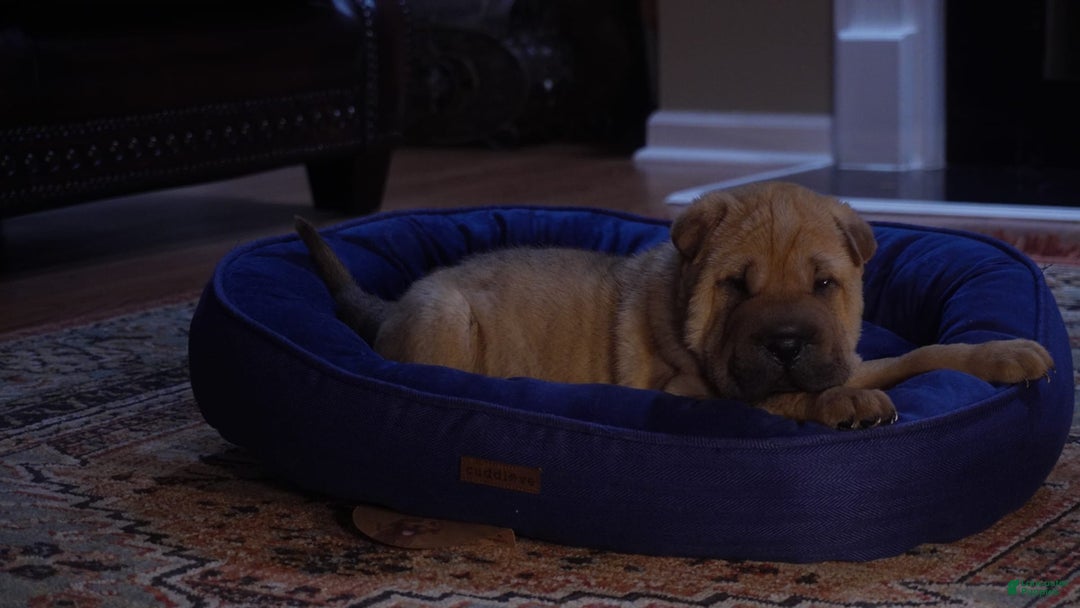 Shar Pei dogs for sale: Nina - Image 2