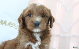 Goldendoodle dogs for sale: Nolan - Image 3