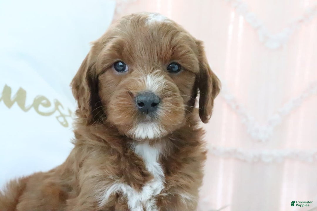 Goldendoodle dogs for sale: Nolan - Image 3