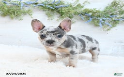 French Bulldog dogs for sale: Tulip - Image 5