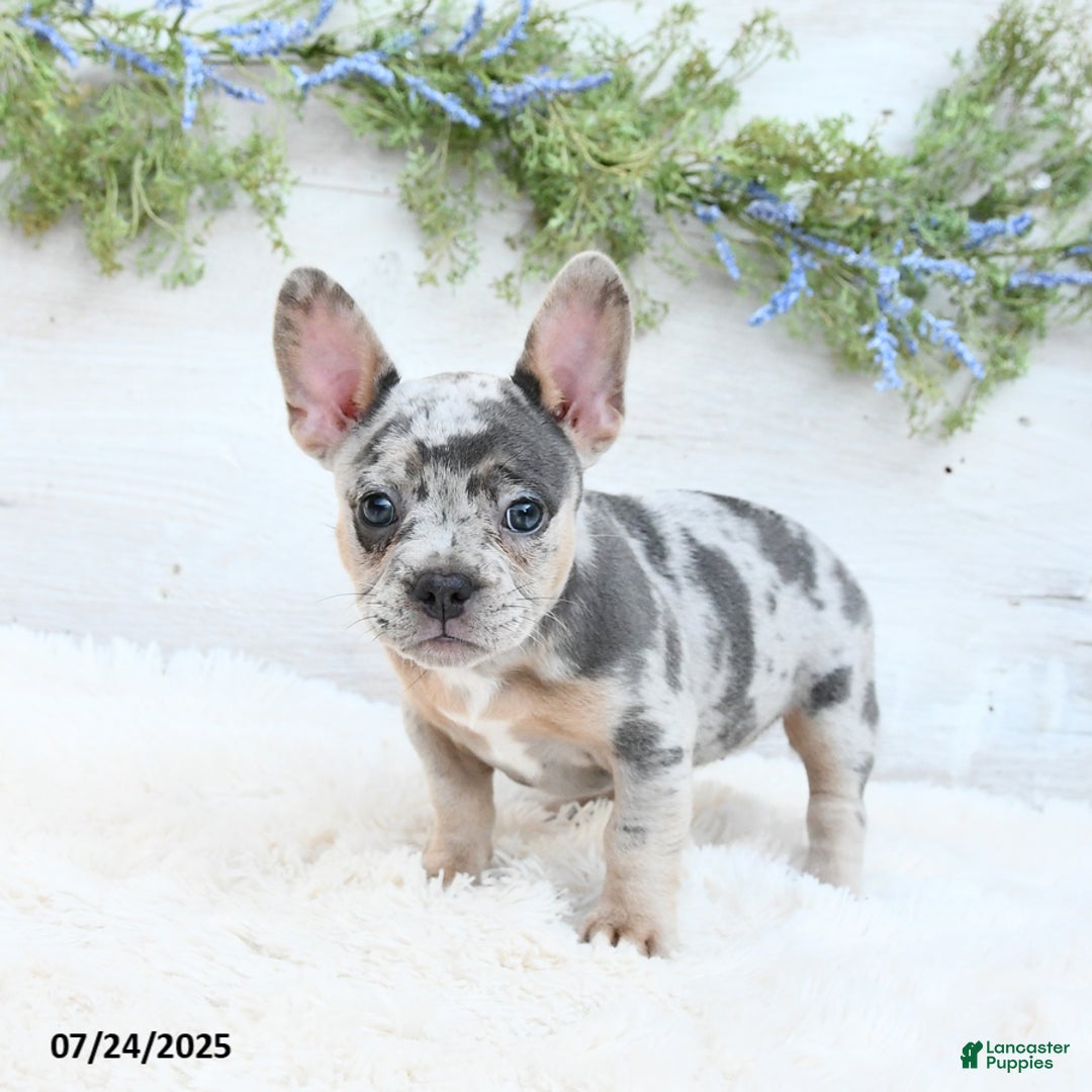 French Bulldog dogs for sale: Tulip - Image 5