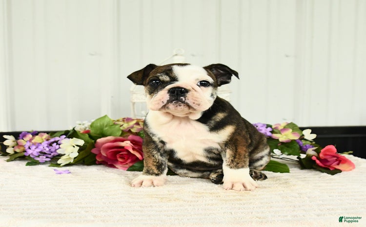 English Bulldog dogs for sale - Ad 4